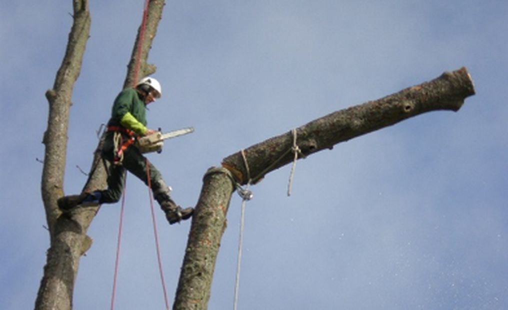 Démontage arbre - Groupe Serpe.jpg